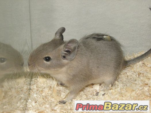 Osmák degu – fotografie 1