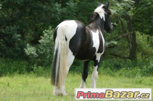 Irský cob - klisna, 2 roky - import Holandsko – fotografie 1