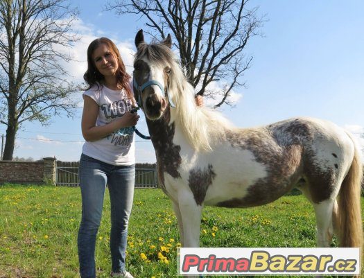 Prodám krásnou klisnu WPB – fotografie 3