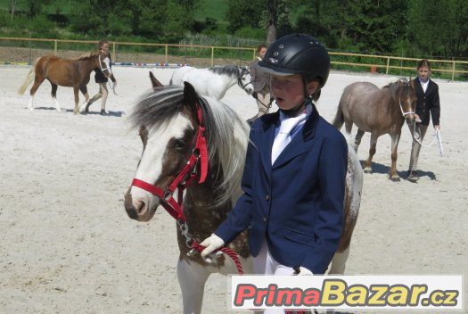 Prodám krásnou klisnu WPB – fotografie 5