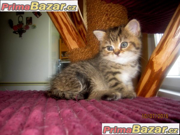 Britská koťátka