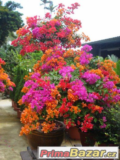 Semínka Floriferous Color – fotografie 2