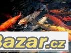 Koi kapři do okrasných jezírek – fotografie 1