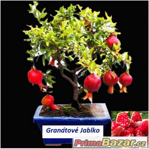 Semínka Bonsai Granátového Jablíčka – fotografie 1