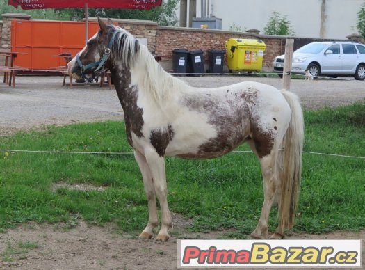Prodám klisnu WPB – fotografie 2