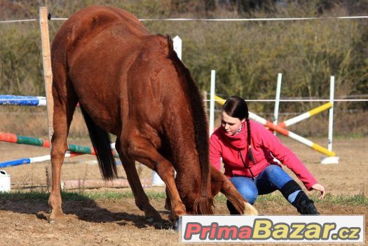 Nabídka ježdění - hledá se jezdec – fotografie 3