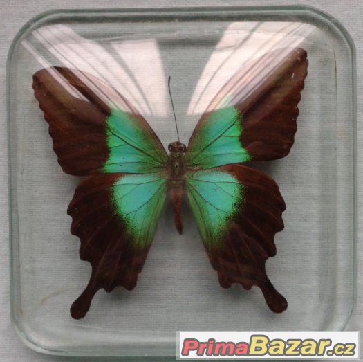 Motýl ve skle - Papilio blumei – fotografie 1