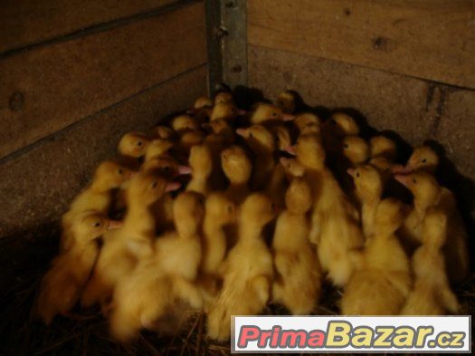 kachna pekingska – fotografie 1