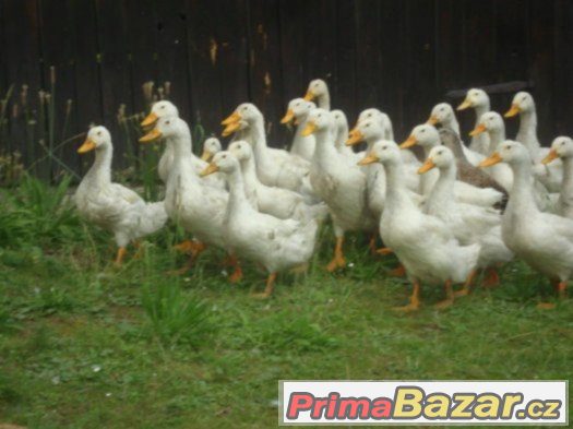 kachna pekingska – fotografie 2