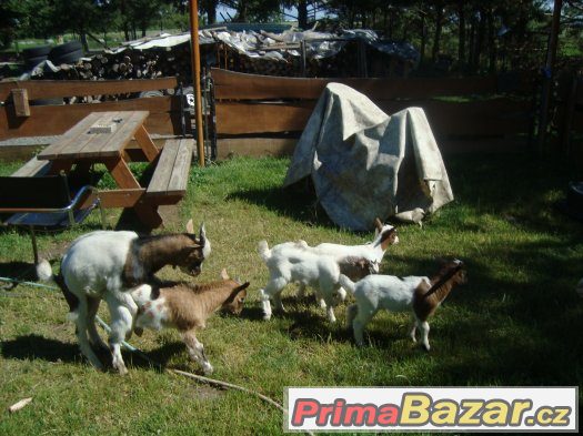 Holandská kozička a kozlíci – fotografie 3