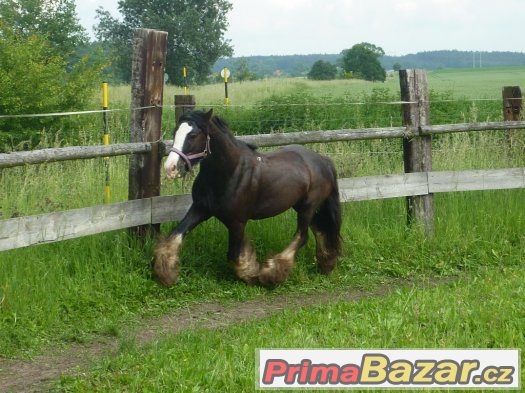 Nabízíme vození a vyjíždky do přírody pro děti – fotografie 3