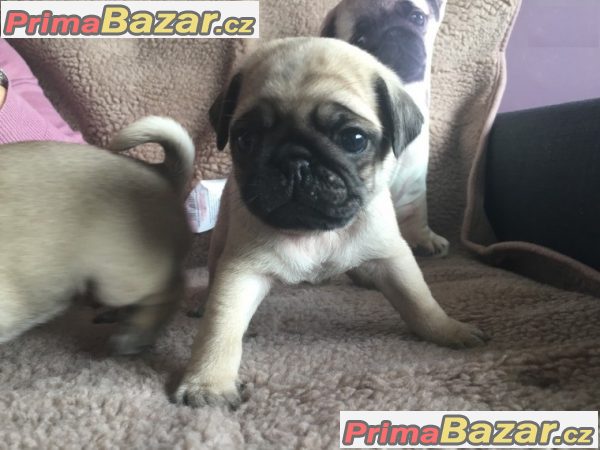 Krásná mops štěňata s pp – fotografie 1