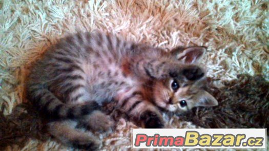 britské Whiskas kotátka,kočička+kocourek – fotografie 2
