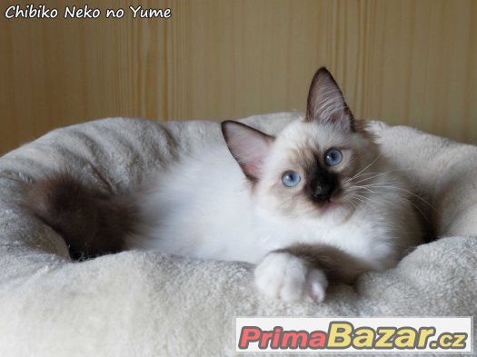 Ragdoll koťátko s PP – fotografie 2