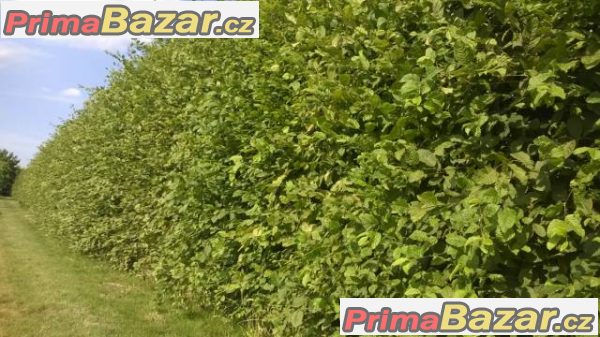 Habr obecný - akce - sazenice pro kvalitní plot – fotografie 1