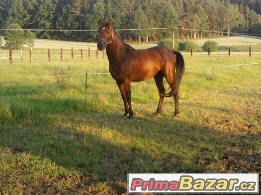 Prodám mladého hřebce – fotografie 1