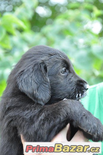Černá štěňata Flat coated retrievera s PP – fotografie 1