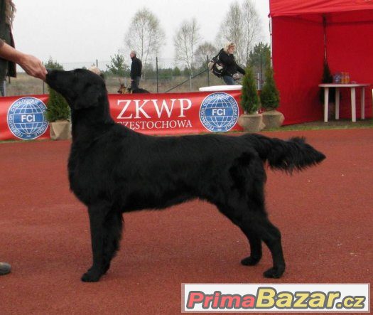 Černá štěňata Flat coated retrievera s PP – fotografie 2