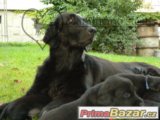 Černá štěňata Flat coated retrievera s PP – fotografie 4