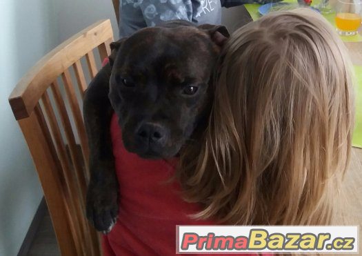 STAFODŠÍRSKÝ BULTERIÉR - PES KE KRYTÍ – fotografie 3