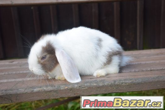 Nadherní zakrslí králíčci s výpisem předků – fotografie 3