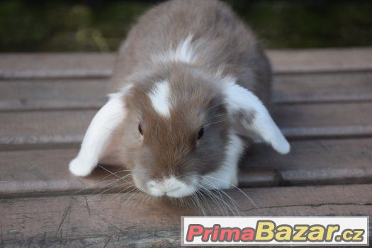 zakrslí beránci s výpisem předků – fotografie 5