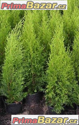 Thuja occ. „Smaragd“ -podzimní akce-kontejnerované – fotografie 1