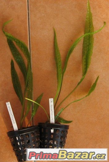 Akvarijní rostliny – fotografie 1