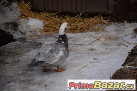 Chovná skupina pižmovek (čínek) – fotografie 2