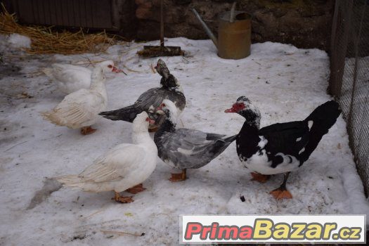 Chovná skupina pižmovek (čínek) – fotografie 5