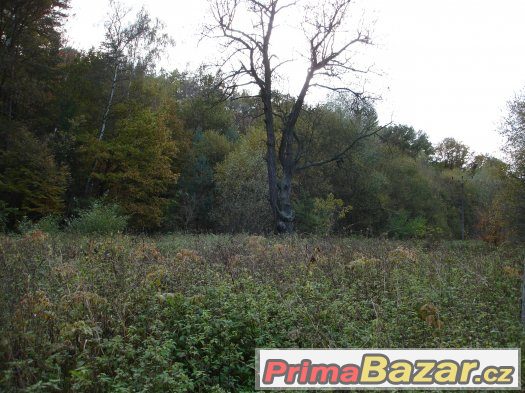 Pozemek - Pavlovice u Jestřebí – fotografie 5