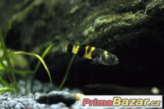 Hlavačka zlatopásá – fotografie 1