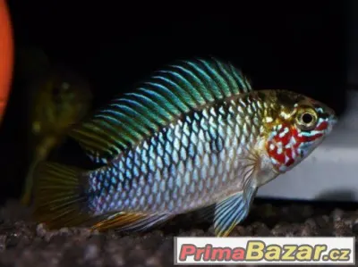 Apistogramma sp. opal