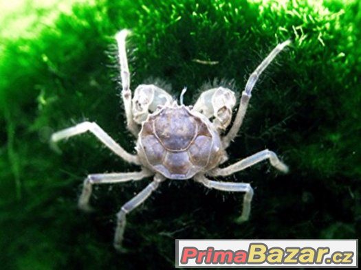 Krab Limnopilos naiyanetri – fotografie 1