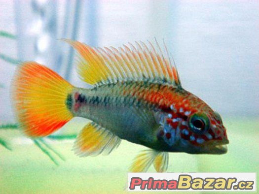 Apistogramma viejita – fotografie 1