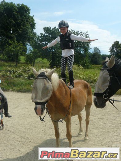 Starší klisna haflinga - charakter k dětem – fotografie 3