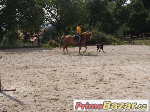 Valach pony – fotografie 4