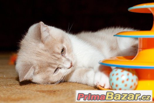 Britská koťátka s PP – fotografie 3