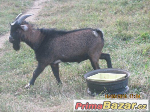 Holandský kozel – fotografie 2