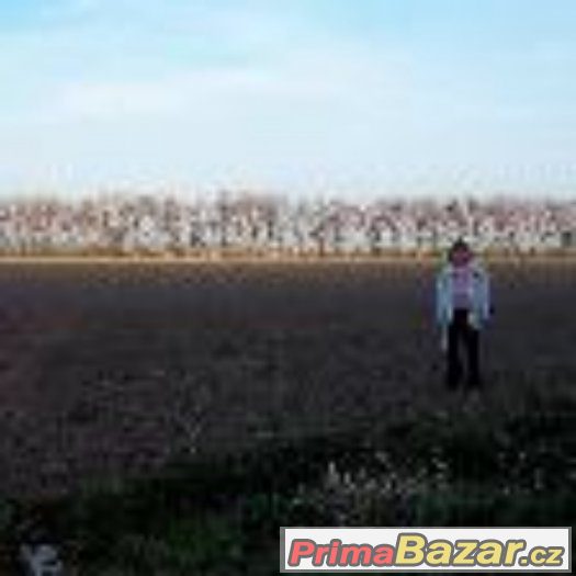 Prodám pole v Břestě. – fotografie 1