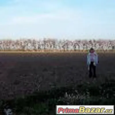 Prodám pole v Břestě.