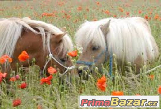Koupím shetland pony – fotografie 1
