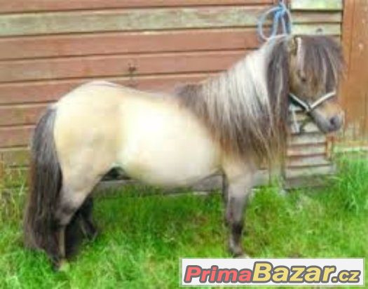 Koupím shetland pony – fotografie 2