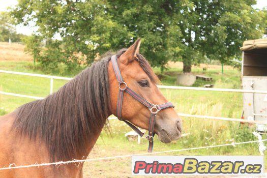 pony na prodej – fotografie 2
