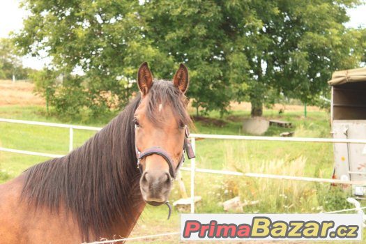 pony na prodej – fotografie 4