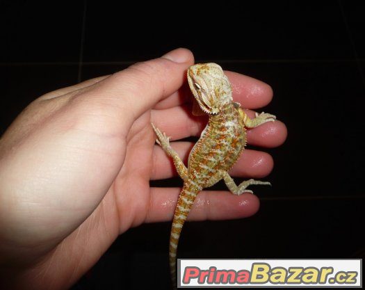 Agama vousatá – fotografie 1