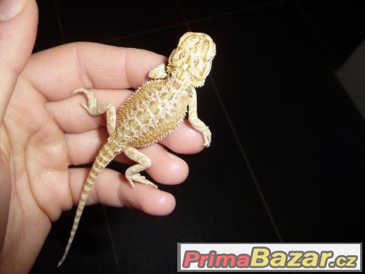 Agama vousatá – fotografie 4