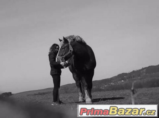 Hledám koníka – fotografie 2