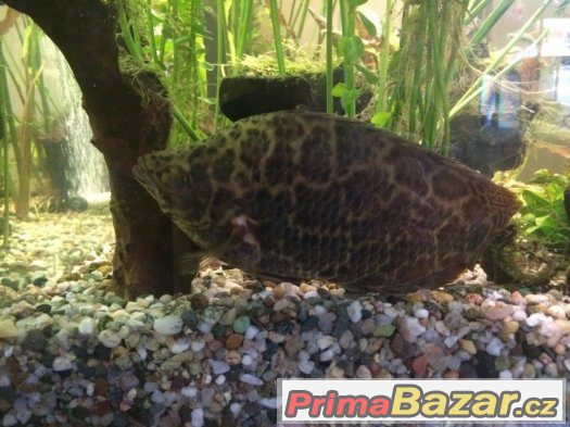Prodám 2ks Ostnovce leopardího – fotografie 1
