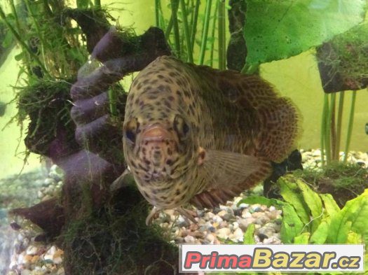 Prodám 2ks Ostnovce leopardího – fotografie 4